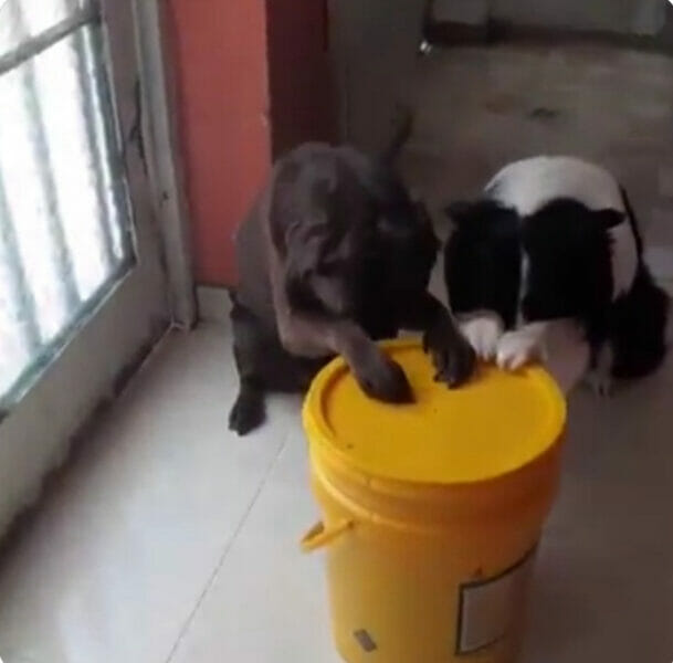 Video of dogs 'praying' before eating
