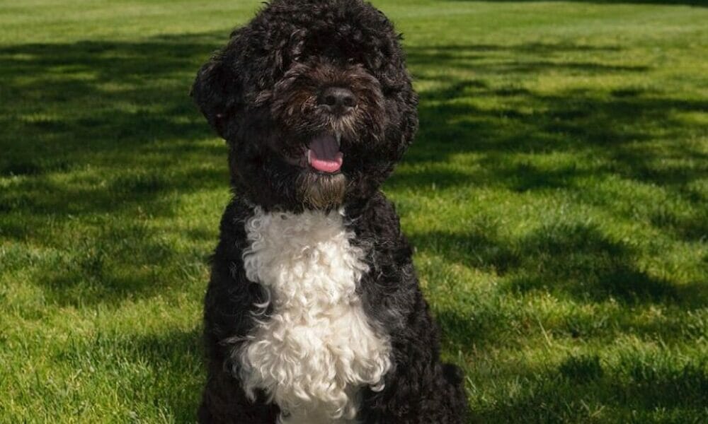 IMG 09052021 003044 1000 x 600 pixel